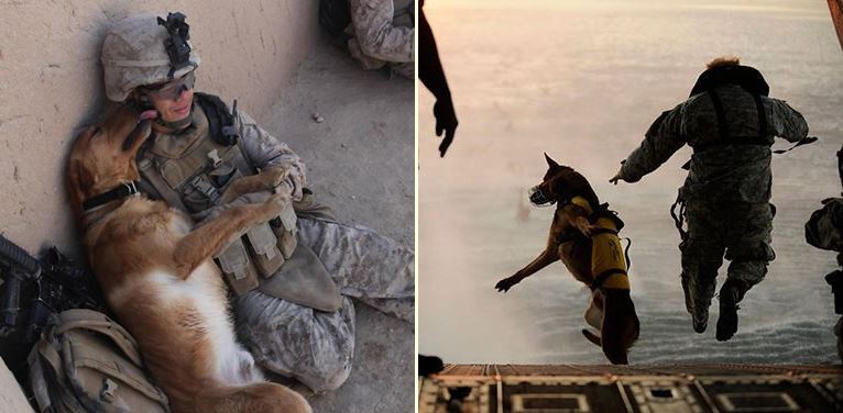 20 ภาพที่ทำให้เห็นว่า “สุนัข” เป็นเพื่อนที่ซื่อสัตย์กับมนุษย์ขนาดไหน แม้กระทั่งในสงคราม…