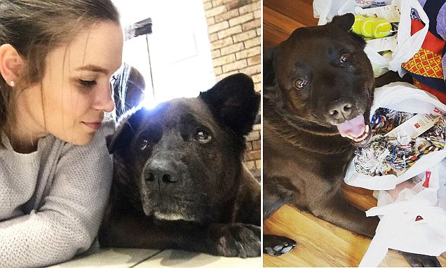 หญิงสาวแชร์เรื่องราววันสุดท้าย ของเธอและหมาแสนรัก หลังรับเลี้ยงมานานถึง 9 ปี…