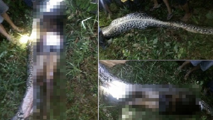 ชาวบ้านช่วยกันตามหา “หนุ่มสวนปาล์ม” ที่หายตัว พบอีกทีในตัวงูหลามยาว 7 เมตร!?