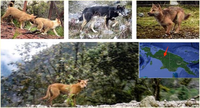 มีการค้นพบ ‘หมาป่านิวกีนี’ สายพันธุ์สุนัขจากยุคโบราณ ที่คาดว่าน่าจะสูญพันธุ์ไปแล้ว