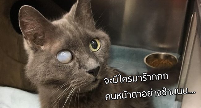 แมวแก่ตาบอดวัย 18 ปี ไม่มีใครอยากรับไปเลี้ยง… จนกระทั่งมีคุณป้ามาตกเป็นทาสมัน!!