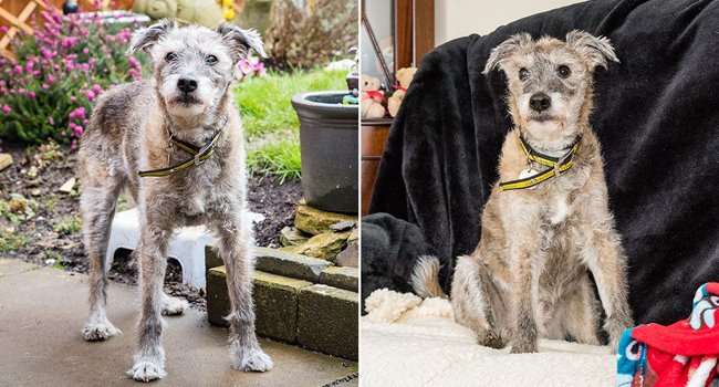 สุนัขผู้ติดตาม ‘เฒ่า’ ที่สุดในโลก เท่าคนอายุ 119 ปี ตามหาบ้านครั้งสุดท้ายในชีวิต!!