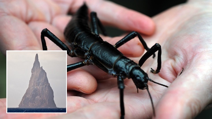 นักวิทย์ฯ พบแมลง Tree Lobsters อีกครั้ง ทั้งที่เคยคิดว่าพวกมันสูญพันธุ์ไปกว่า 80 ปีแล้ว
