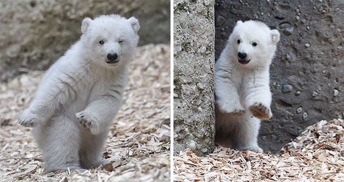 สวนสัตว์เยอรมนี เผยภาพลูกหมีขั้วโลก ‘ส่งสายตาวิ้งๆ’ กระชากใจมนุษย์ไปทั่วโซเชียล!!