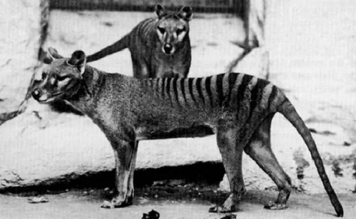 นักวิทย์ค้นพบ “เสือแทสเมเนีย” อีกครั้ง หลังจากคาดว่าสูญพันธุ์ไปแล้วกว่า 80 ปี!?