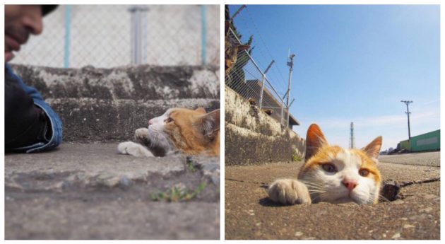 ช่างภาพญี่ปุ่น เผยภาพชีวิตของแมวจรจัด ผุบโผล่ออกจากฝาท่อ เป็นมาริโอ้กันเลย!!