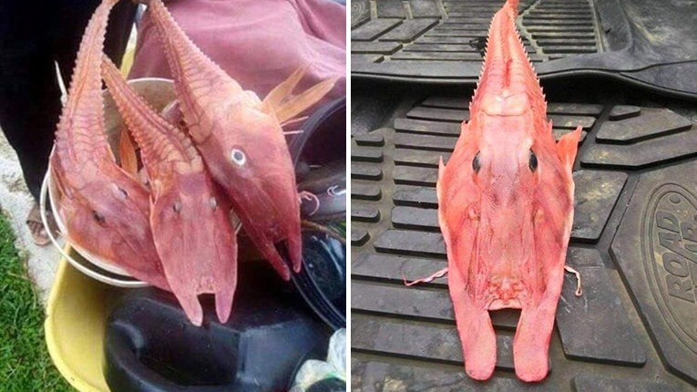 พบปลาหายากที่ประเทศออสเตรเลีย หน้าตาแปลกๆ ยังกะหลุดออกมาจากหนังไซไฟ!!