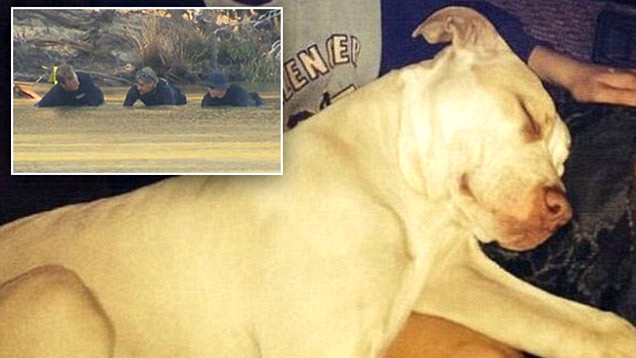“สุนัขพิทบูล” ช่วยชีวิตเด็กน้อยวัย 9 ขวบ จากแม่ผู้พยายามฆ่าเขา ด้วยการให้จมน้ำตาย!?