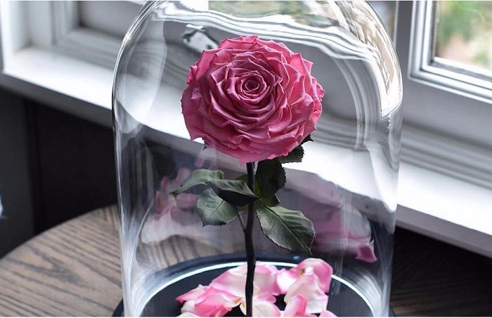 Forever Rose ดอกกุหลาบสุดมหัศจรรย์ ที่บานสะพรั่งได้นานถึง 3 ปี เหมือนดั่งในการ์ตูน