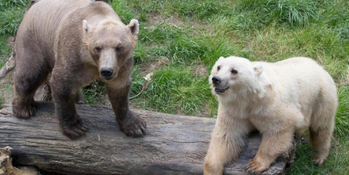 สวนสัตว์ในประเทศเยอรมนี ต้องลั่นไกสังหาร “สองหมีพี่น้อง” หลังมันหลุดออกจากกรง!?
