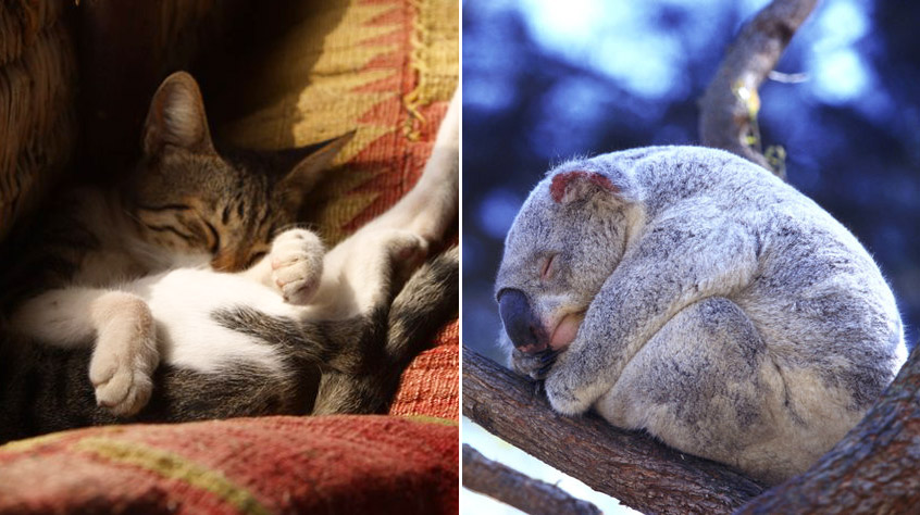 23 ภาพการนอนหลับของสัตว์ตัวเล็กๆ เนื่องในโอกาส “วันนอนหลับโลก” 17 มีนาคม!!