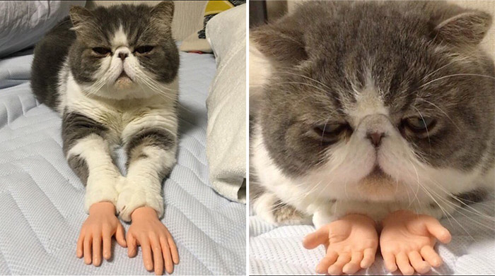 จะเป็นยังไง ถ้าอยู่ดีๆ แมวของคุณก็มีมือเหมือนคนเป๊ะๆ มันจะน่ากลัวหรือจะน่ารักกันนะ!?