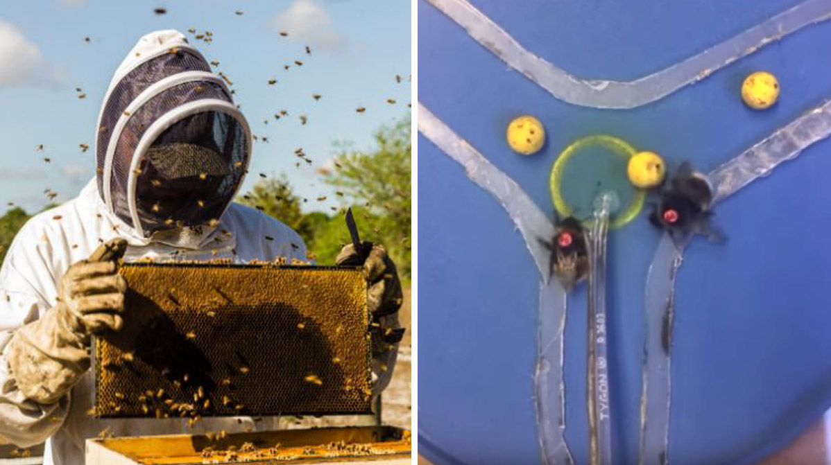 นักวิทยาศาสตร์เผย สามารถฝึก “ผึ้ง” ให้ทำตามคำสั่งมนุษย์ และสอนกันเองได้เป็นครั้งแรก