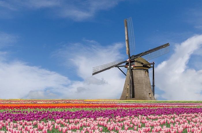 ภาพบรรยากาศ ‘เทศกาลดอกทิวลิป’ จากประเทศเนเธอร์แลนด์ ใครเห็นเป็นต้องอยากไป