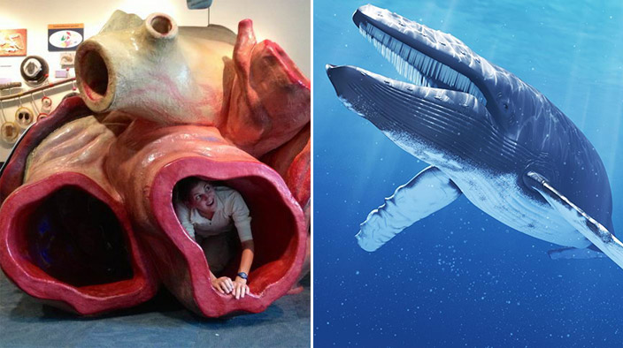 14 ข้อมูลน่าสนใจของ “วาฬสีน้ำเงิน” ทำให้เรารู้ว่ามันเป็นสัตว์ที่ยิ่งใหญ่เพียงใด