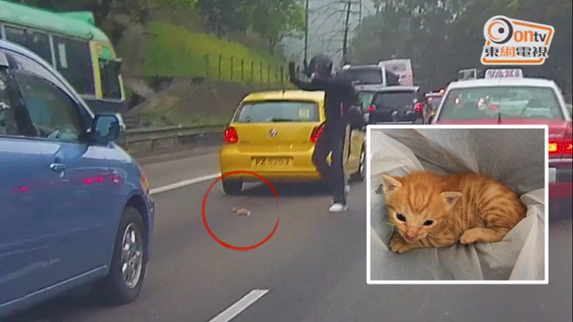 ฮีโร่ตัวจริง!! หนุ่มฮ่องกงตัดสินใจหยุดรถมอเตอร์ไซค์ เพื่อช่วยชีวิตแมวน้อยบนทางด่วน
