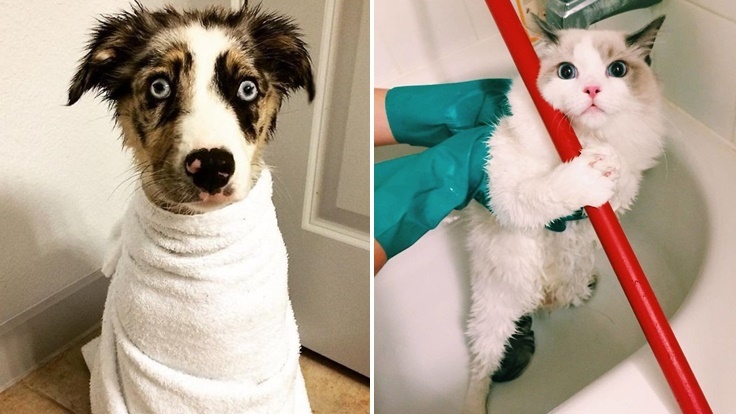 23 ภาพสัตว์เลี้ยงกับ ‘การอาบน้ำ’ ภารกิจที่ยากที่สุดในชีวิต น่ารักในแบบเปียกๆ