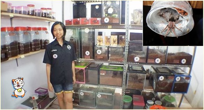 สาวอินโดนีเซียหน้าใส ผู้คลั่งไคล้กับการเลี้ยงแมงมุมตัวจ้อย ขนปุกปุยมากกว่า 1,500 ตัว!!