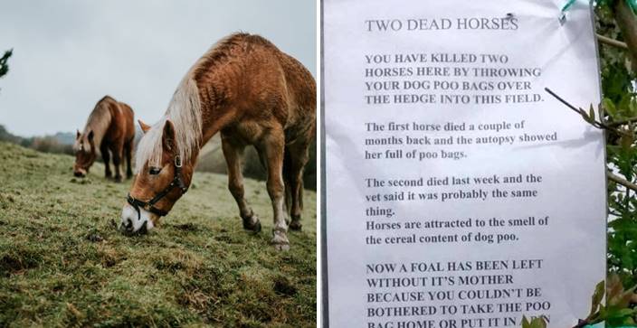 เจ้าของฟาร์มถึงกับเดือด หลังม้าตาย 2 ตัว เพราะกิน ‘ถุงอึสุนัข’ ที่มีคนโยนเข้ามาในฟาร์ม