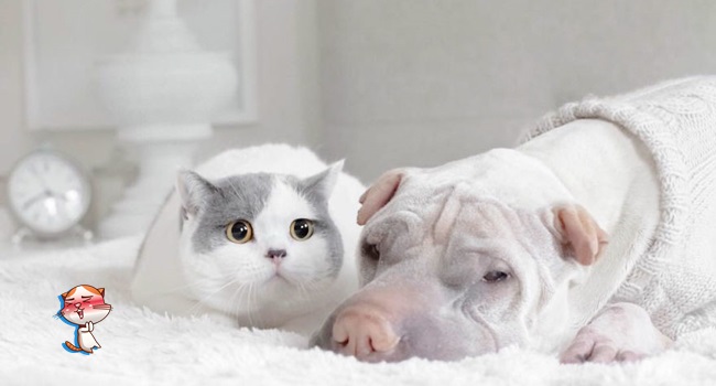 ภาพถ่ายสุดน่ารักของคู่หู แมว & หมา ที่มีสีขาวเหมือนกัน น่ารักซะจนต้องยิ้มตาม