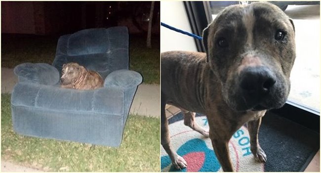 เรื่องราวของ “Duke” สุนัขผู้ถูกทอดทิ้ง เฝ้ารอใครซักคนมาช่วยบนโซฟาตัวเดิมทุกวัน