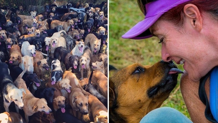 หญิงสาวผู้ทุ่มเทเพื่อสุนัข รับเลี้ยงหมาที่ไม่มีเจ้าของกว่า 900 ชีวิต จนเป็นครอบครัวใหญ่