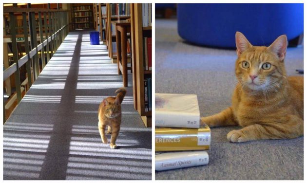 Jasper น้องแมว 3 ขา ดาวเด่นประจำห้องสมุด ช่วยคลายเครียดให้นักศึกษาก่อนสอบ