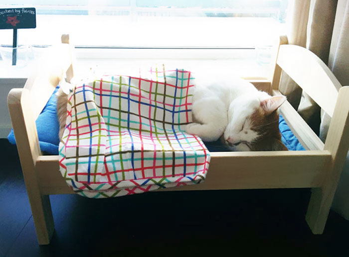IKEA สุดใจดี บริจาค “เตียงนอนตุ๊กตา” ให้น้องเหมียวในศูนย์พักพิง ได้นอนอย่างสบายๆ