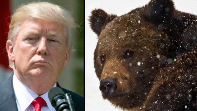 Donald Trump เตรียมปรับใช้กฎหมาย ให้สามารถล่าหมีได้แม้เป็นฤดูจำศีล เพื่อควบคุมนักล่า!?