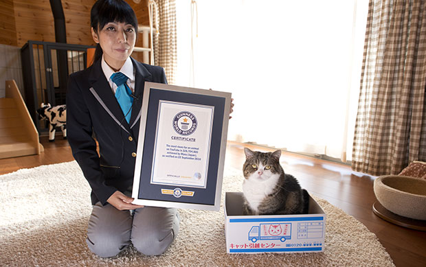 “มารุแมวกล่อง” คว้ารางวัลสัตว์ที่มียอดวิวสูงสุดในยูทูป จาก Guinness World Records!!