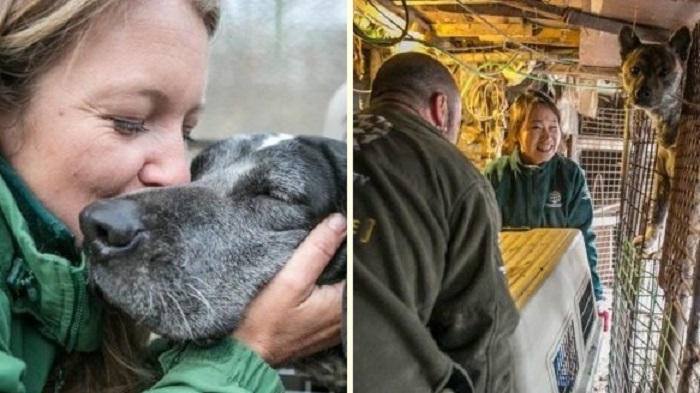 องค์กรช่วยเหลือสัตว์สหรัฐฯ ปิดฟาร์มเนื้อสุนัขในเกาหลีใต้กว่า 7 แห่ง เพื่อชีวิตใหม่ของเจ้าตูบ!!