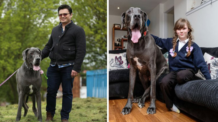 Balthazar เจ้าหมาใหญ่ที่สุดในอังกฤษ ส่วนสูง 2 เมตร แต่มีความมุ้งมิ้ง เป็นเพื่อนกับแมวอีก!!