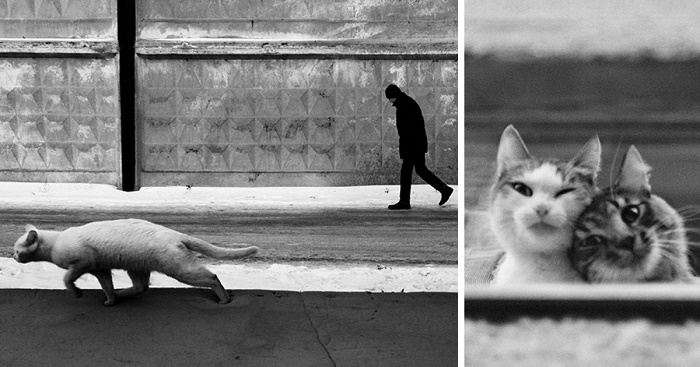 ช่างภาพตามถ่าย “โลกลับๆ ของเหล่าแมวจรจัด” จากมุมมองแปลกใหม่ ที่ไม่ค่อยได้เจอทั่วไป