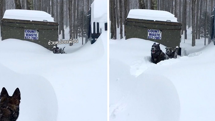 เพื่อนกันเพื่อนตายตลอดไป… สุนัขขุดทางเล็กๆ ช่วยเพื่อนหมาของมัน ที่ติดอยู่ในหิมะ