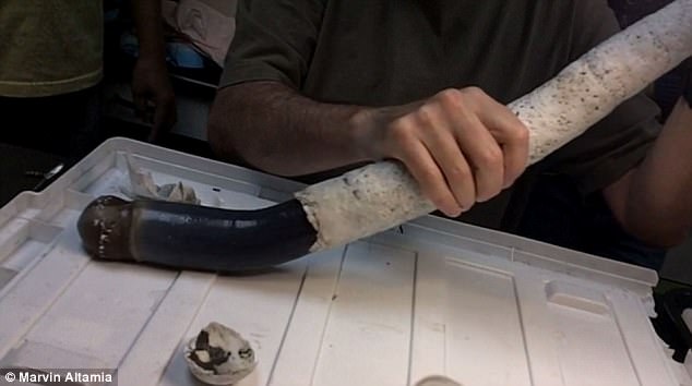 นักวิทยาศาสตร์ค้นพบ “เพรียงเรือยักษ์” ที่มีความยาวถึง 1 เมตร ในประเทศฟิลิปปินส์