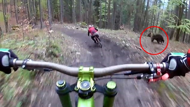 นาทีระทึก!! นักปั่นจักรยานถูกหมีไล่ล่ากลางป่า แต่โชคดีรอดมาได้อย่างหวุดหวิด