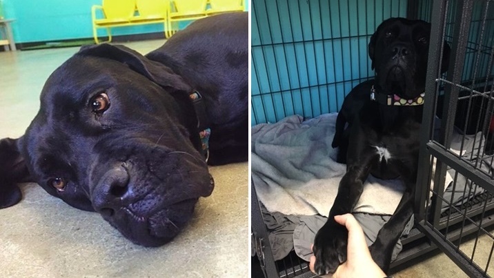 สุนัขผู้ร่าเริงถูกรับไปเลี้ยงและถูกนำคืนศูนย์พักพิงถึง 3 ครั้ง จนกลายเป็นหมาซึมเศร้า…