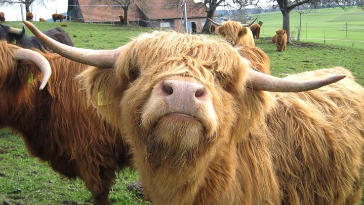 รู้จัก “ไฮแลนด์คาว” วัวพื้นเมืองจากสกอตแลนด์ ขนปุยหนานุ่ม น่ารัก น่ากอดสุดๆ