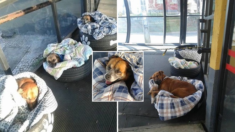 พนักงานสถานีรถบัส ทำที่นอนให้สุนัขจรจัด แบ่งปันความอบอุ่นในค่ำคืนอันหนาวเหน็บ