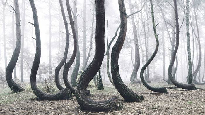 พาชมป่า Crooked ในโปแลนด์ ต้นไม้โค้งหน้าตาประหลาด และทฤษฎีที่อาจเป็นไปได้