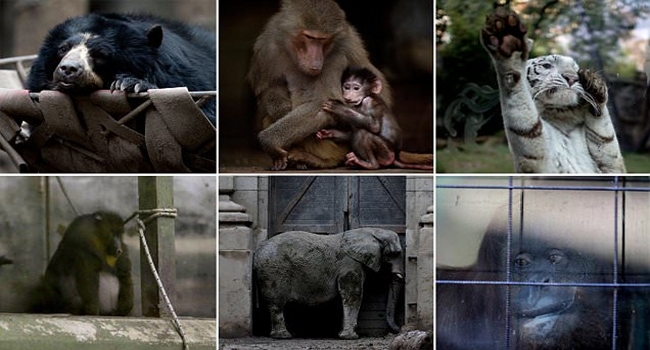 เผยภาพใบหน้าสุดเศร้า ของสัตว์โลกนับร้อยชีวิต จากสวนสัตว์ที่ปิดตัวในอาร์เจนติน่า..!!