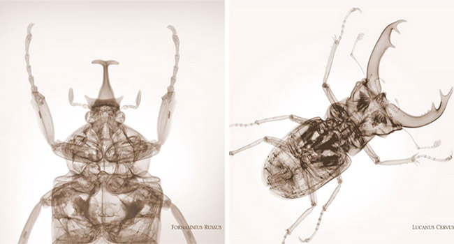 ช่างภาพหนุ่มชาวอังกฤษ นำแมลงมาเอ็กซ์เรย์ ทำผลงานที่น้อยคนนักจะได้เคยเห็น!!