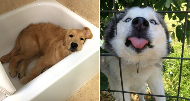 22 ภาพหมาที่มีความสุขที่สุดในปีนี้ แค่ดูหน้าพวกมัน คุณจะยิ้มหวานโดยไม่รู้ตัว…
