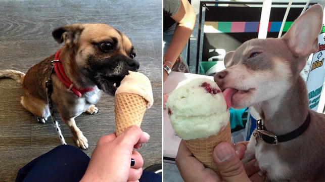 ร้านขนมเม็กซิโก สร้างสรรค์ไอเดีย “ไอศกรีมเจ้าหมา” สำหรับคลายร้อนให้เพื่อนสี่ขาโดยเฉพาะ!!