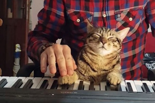 มารู้จักกับเจ้าเหมียว Pianist เซเลปแมวมีผู้ติดตามมากมาย เพราะฝีมือในการเล่นเปียโน!!