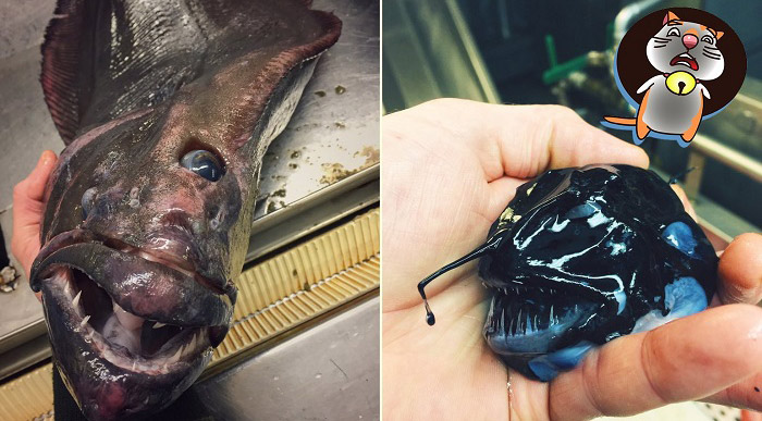คอลเลคชั่น “สัตว์ลึกลับใต้ทะเล” ชุดใหม่ชาวประมงรัสเซีย ที่บังเอิญจับได้ระหว่างหาปลา!!