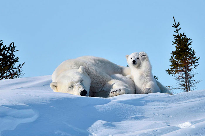 ช่างภาพเก็บช่วงเวลา “ลูกหมีขั้วโลกโบกมือทักทาย” เอาไว้ได้ ชาวเน็ตก็เอาไปแต่งเพิ่มให้!!