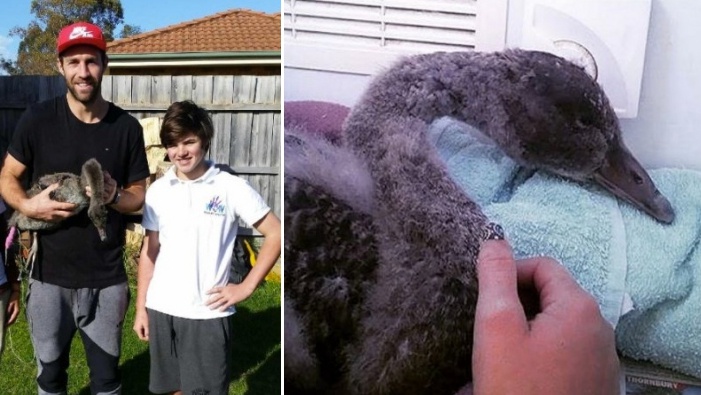 เด็กชาวออสเตรเลียอายุ 15 ปี  ช่วยชีวิตหงส์ด้วยการผายปอด และนวดหัวใจจนมันรอดตาย