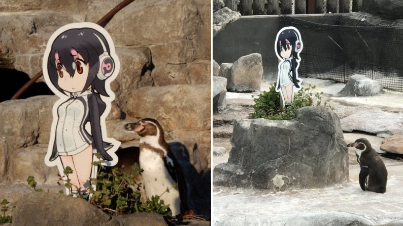 นกเพนกวินพบรักใหม่กับสาวอนิเมะ 2 มิติ หลังจากที่แฟนเพนกวินจริงๆ ทิ้งไปอย่างไม่ใยดี!?