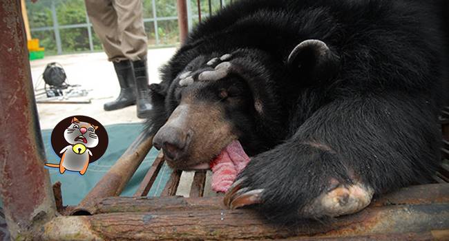 เรื่องราวของหมี ที่ถูกขังมานานกว่า 8 ปี และชีวิตที่เพิ่งจะรู้จัก ‘อิสรภาพ’ เป็นครั้งแรก